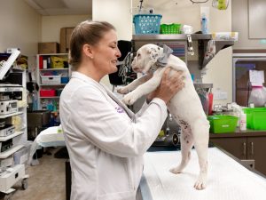 Seeing dogs all day has its perks, veterinary neurologist Carrie Jurney says. But it also has downsides, including stress, debt, long hours and facing online harassment.