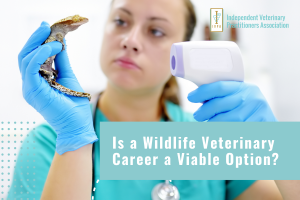 Why You Should Consider Buying Your Own Veterinary Practice-4