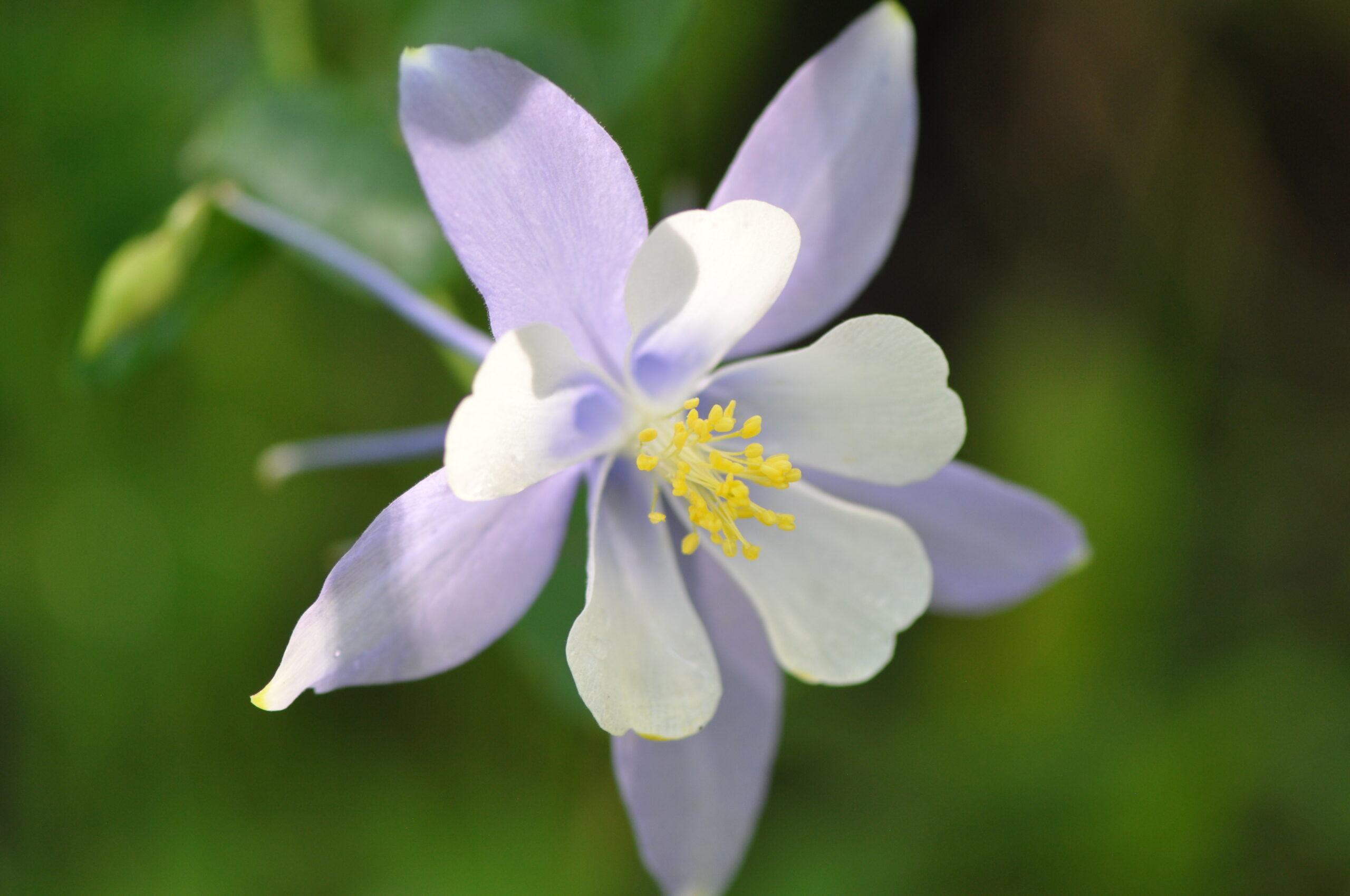 CO COLORADO MOUNTAIN mostly small animal practice Independent